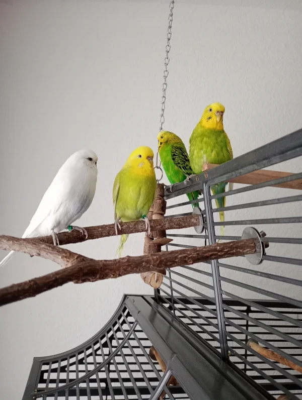 Wellensittich-Bild: Das letzte Foto, auf dem noch alle vier zusammen sind. Am gleichen Abend flog Julchen (2.v.l.) über die Regenbogenbrücke.