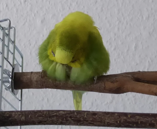 Wellensittich-Bild: Flauschbällchen oder Plüschkugel?
