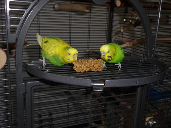 Wellensittich-Bild: Erna und Fritzchen freuen sich am 3. Jahrestag ihres Einzugs über ein großes Stück Hirse.