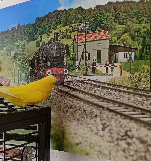 Wellensittich-Bild: Emil möchte übers Wochenende verreisen und wartet auf den Zug. 