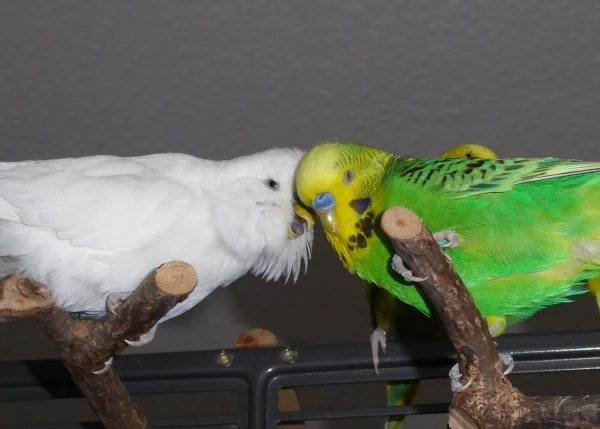 Wellensittich-Bild: Johann und Fritzchen hecken gerade aus, wie sie ihren Felo am besten ärgern können.