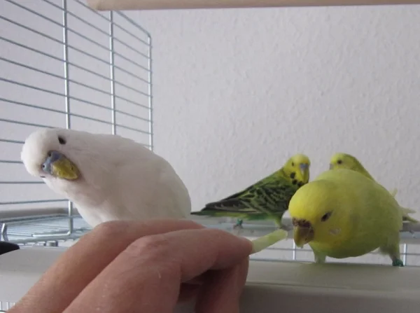 Wellensittich-Bild: Was hat denn Felo da in der Hand?