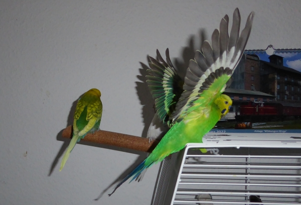 Fritzchen mit großer Spannweite