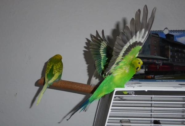 Wellensittich-Bild: Fritzchen hat seine Flügel beim Landeanflug ganz weit ausgebreitet.