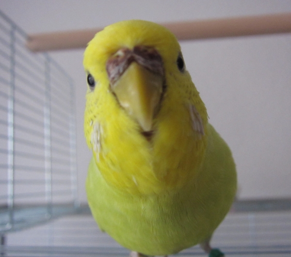 Julchen