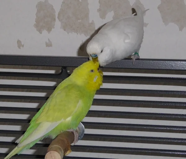 Wellensittich-Bild: Julchen lässt sich von Johann auch nach 3 Jahren immer noch liebevoll kraulen