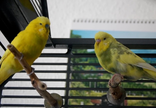 Wellensittich-Bild: Heinzi und Emil machen einen entspannten Eindruck.