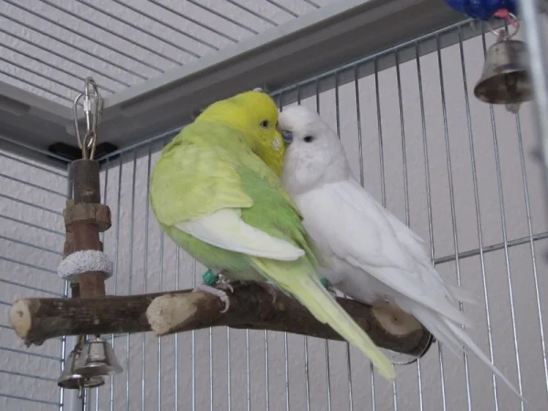 Wellensittich-Bild: Wir haben uns auch nach fast 2 Jahren immer noch lieb!