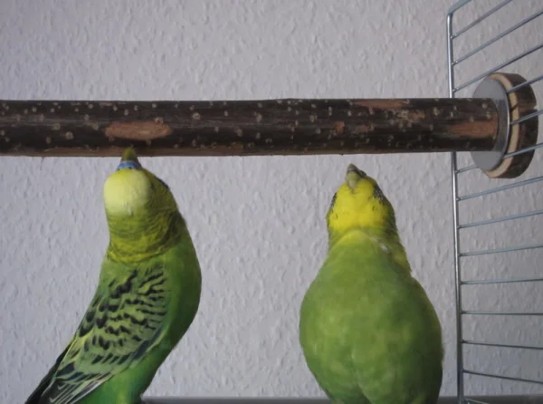 Wellensittich-Bild: Die Stange schmeckt anscheinend gut, nur etwas mühsam, von unten heranzukommen