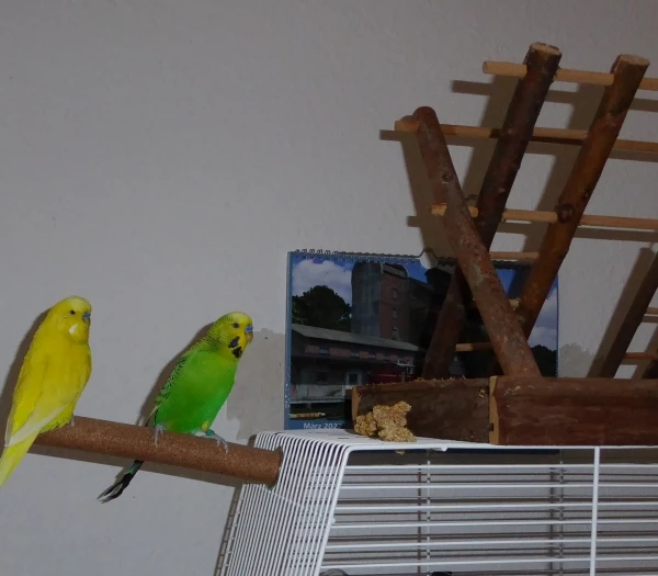 Wellensittich-Bild: Fritzchen zeigt Interesse für den neu aufgestellten Spielplatz.
