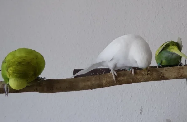 Wellensittich-Bild: Es wird um die Wette genagt. Wellensittiche oder doch Nagetiere?