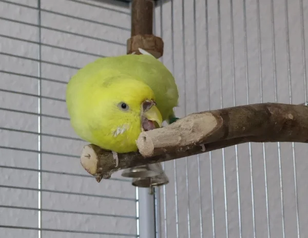 Wellensittich-Bild: Das Holz schmeckt anscheinend