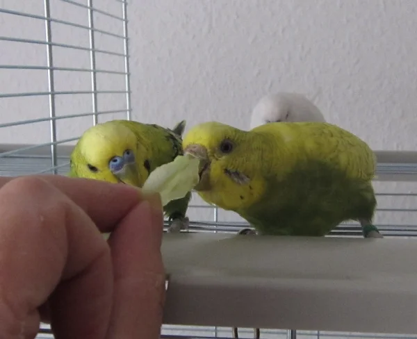 Wellensittich-Bild: Erna und Fritzchen genießen Gurke