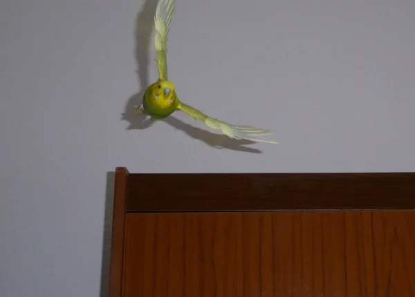 Wellensittich-Bild: Nach einer kurzen Stippvisite auf dem Schrank fliegt Paulchen wieder zurück zum Käfig.
