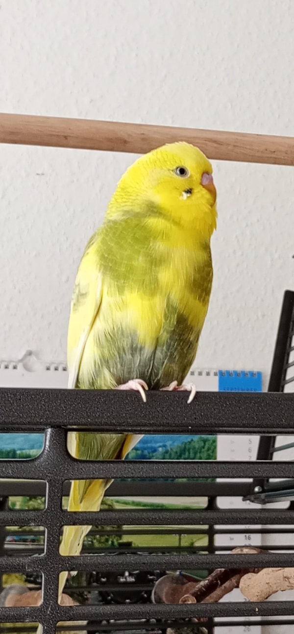 PHPSESSID