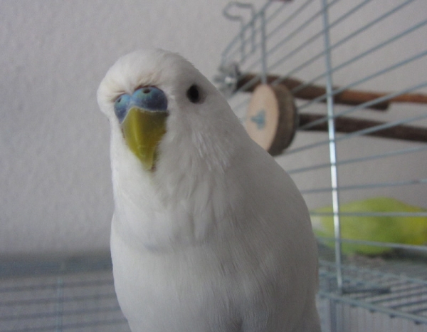 Johann