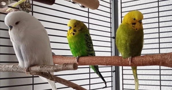 Wellensittich-Bild: Alle drei auf dem Bild ruhen sich gerade aus und sitzen dabei auf dem linken Bein. 