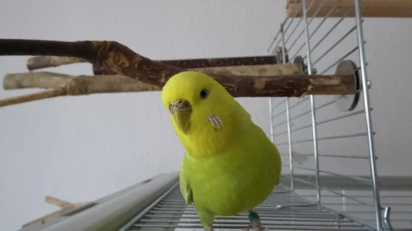 Wellensittich-Bild: Julchen ist neugierig. Was steckt wohl in der Kamera?