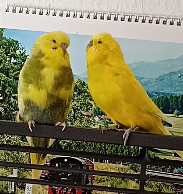 Emil und Heinzi unterhalten sich