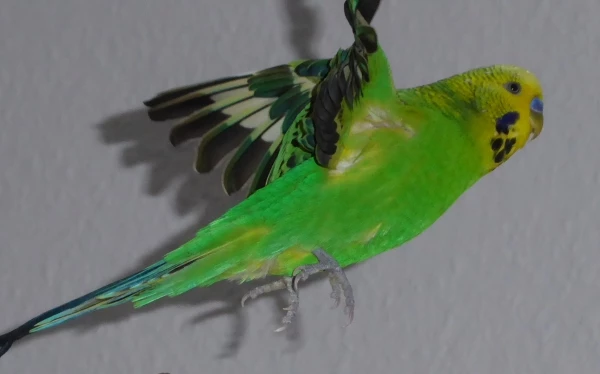 Wellensittich-Bild: Fritzchen konnte mitten im Flug fotografiert werden.