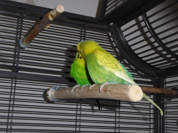 Wellensittich-Bild: Erna und Fritzchen schmusen auch nach 3 Jahren immer noch miteinander.
