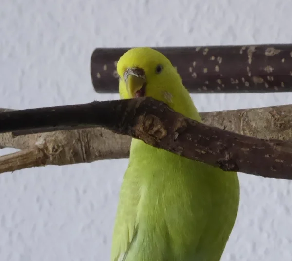 Wellensittich-Bild: Julchen untersucht die neu montierte Holzstange. Diese scheint ihr zu schmecken