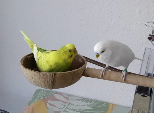 Wellensittich-Bild: Jetzt bin ich hier, das ist meine Kokonuss!