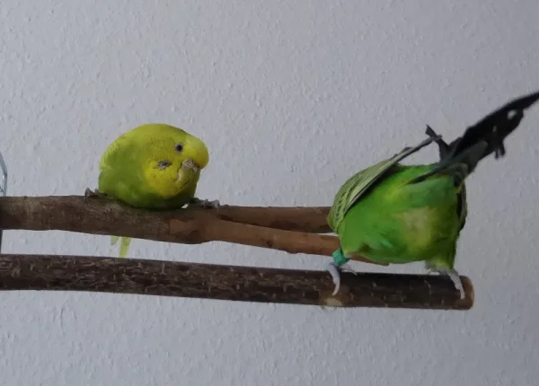 Wellensittich-Bild: Na, was guckst Du?