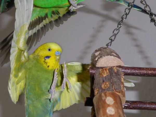 Wellensittich-Bild: Paulchen muss aufpassen, dass er nicht mit Fritzchen zusammenstößt.
