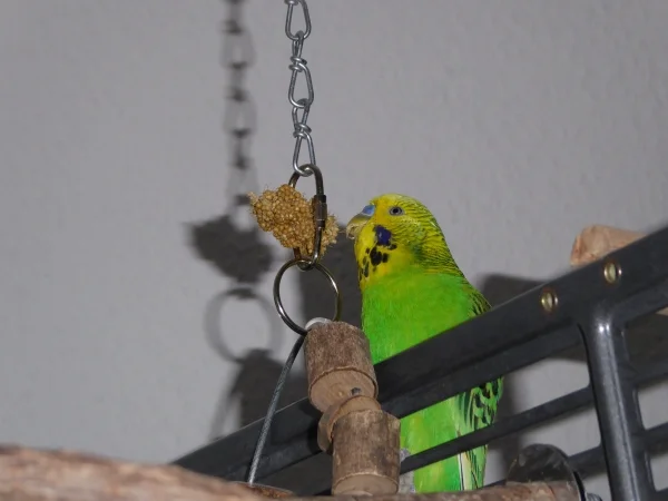 Wellensittich-Bild: Hirse schmeckt immer gut, egal, wo sie gerade steckt.