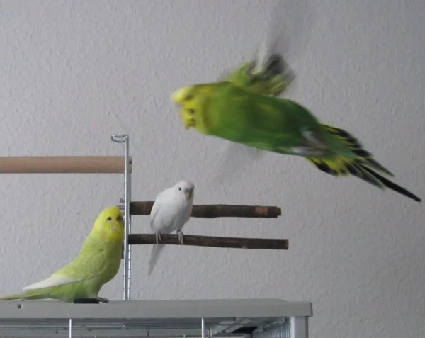 Wellensittich-Bild: Fritzchen fliegt am Käfig vorbei und wird aufmerksam beobachtet