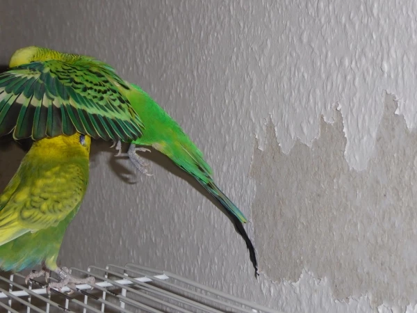 Wellensittich-Bild: Fritzchen versperrt Paulchen die Sicht auf sein Kunstwerk an der Tapete.