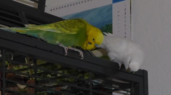 Wellensittich-Bild: Paulchen und Johann sitzen wie ein altes Ehepaar und schauen nach unten, was die Nachbarn machen.
