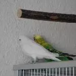 Tapete schmeckt