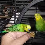 Hirse aus der Hand schmeckt immer