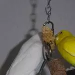 Gemeinsam Hirse knuspern