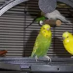 Paulchen und Emil