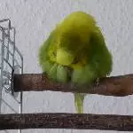 Flauschbällchen Erna