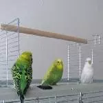 Julchen fliegt