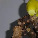 Emil auf der neuen Schaukel
