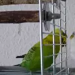 Unterhaltung durchs Gitter