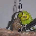 Julchen will genießen