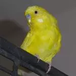 Profilbild von Emil