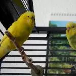 Heinzi und Emil