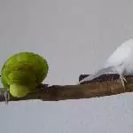 Nagewellis