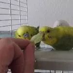 Gurke schmeckt