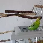 Fritzchen prüft