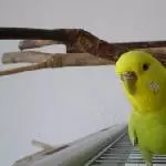 Neugieriges Julchen