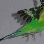 Fritzchen fliegt