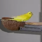 Paketbote Emil